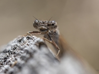 Sibīrijas ziemasspāre (Sympecma paedisca)