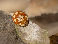 Astoņpadsmitplankumu mārīte ( Myrrha octodecimguttata)