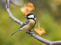 Lielā zīlīte (Parus major)
