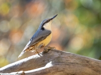 Dzilnītis (Sitta europaea)