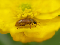  Aveņvabole Byturus ochraceus	