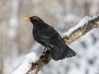 Melnais mežastrazds (Turdus merula)