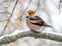 Dižknābis (Coccothraustes coccothraustes)