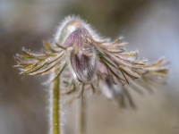 Pļavas silpurene (Pulsatilla pratensis) Īpaši aizsargājama suga!  LV Sarkanajā grāmatā 4. kat.