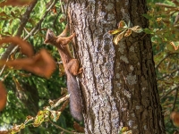 Parastā vāvere Sciurus vulgaris ( Gada dzīvnieks 2018)
