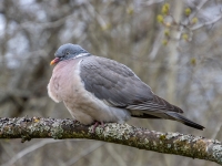 Lauku balodis (Columba palumbus)