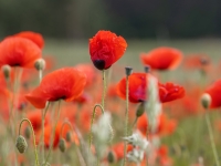 Lauka magones (Papaver dubium)
