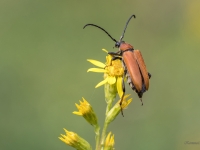 Skujkoku sarkanais koksngrauzis (Leptura rubra)