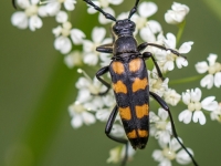 Četrjoslu koksngrauzis (Leptura quadrifasciata)