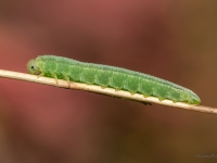 Zāģlapsenes (Tenthredinidae sp.) kāpurs