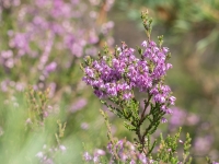 Sila virsis (Calluna vulgaris)