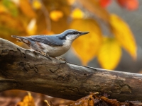 Dzilnītis (Sitta europaea)