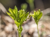Ziemas kaņepene (Mercurialis perennis)
