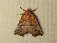 Alu pūcīte (Scoliopteryx libatrix)