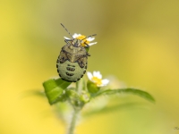 Zaļā vairogblakts (Palomena sp). Nimfa.