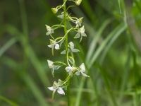 Zaļziedu naktsvijole (Platanthera chlorantha).  Īpaši aizsargājama suga.