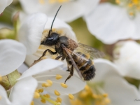 Griezējbite Osmia sp.