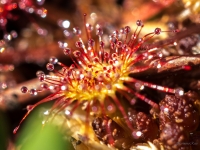 Apaļlapu rasene (Drosera rotundifolia)