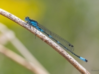 Tumšzilā krāšņspāre (Coenagrion pulchellum)