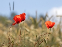 Lauka magones (Papaver dubium)