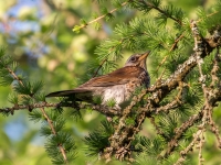 Pelēkais strazds (Turdus pilaris)