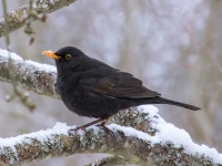 Melnais meža strazds (Turdus merula)