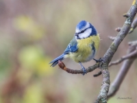 Zilzīlīte (Cyanistes caeruleus)