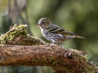 Ķivulis (Spinus spinus)