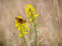 Parastais pļavraibenis (Melitaea athalia)