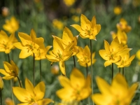 Meža tulpes (Tulipa sylvestris)