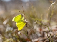 Krūkļu balteņi jeb citrontauriņi (Gonepteryx rhamni)