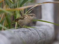 Ceru ķauķis (Acrocephalus schoenobaenus)