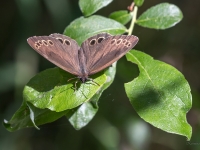Gāršas samtenis (Lopinga achine)