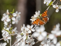 Jāņogu raibenis (Polygonia c-album)