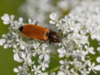 Sprakšķis Anostirus castaneus