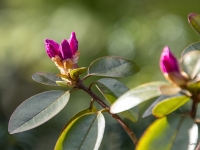 Rododendrs