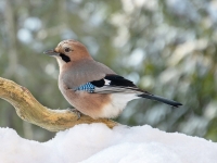 Sīlis (Garrulus glandarius)