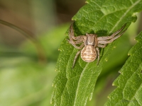 Krabjzirneklis (Xysticus ulmi)