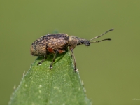 Smecernieks Phyllobius calcaratus