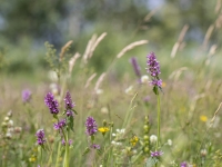 Dziedniecības sārmene (ārstniecības pātaine), Stachys officinalis (syn. Betonica officinalis)
