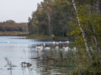 Paugurknābja gulbji Slokas ezerā