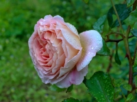 'ABRAHAM DARBY'