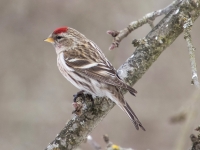 Parastais ķeģis (Acanthis flammea)