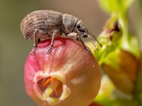Smecernieks Strophosoma capitatum