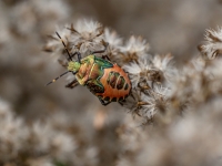 Vairogblakts Troilus luridus ( nimfa)