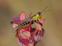 Sisenis Pseudochorthippus montanus