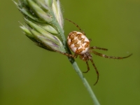 Slaidzirneklis Metellina segmentata