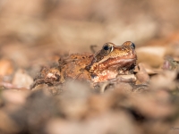 Parastā varde (Rana temporaria)