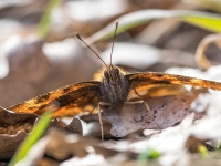 Kārklu raibenis  NYMHALIS XANTHOMELAS