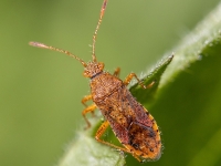 Krāšņblakts Rhopalus maculatus